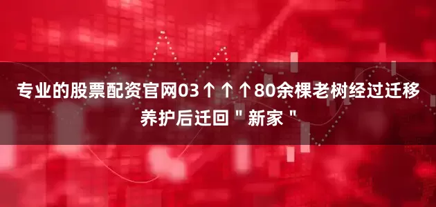 专业的股票配资官网03↑↑↑80余棵老树经过迁移养护后迁回＂新家＂